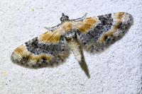 Eupithecia linariata