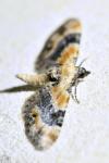 Eupithecia linariata