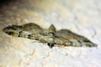Gymnoscelis rufifasciata