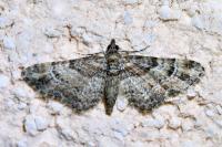 Gymnoscelis rufifasciata