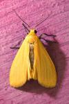 Wittia sororcula