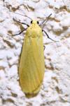 Wittia sororcula