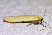 Wittia sororcula