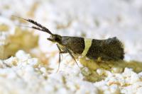 Eidophasia messingiella