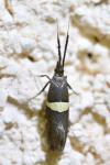 Eidophasia messingiella