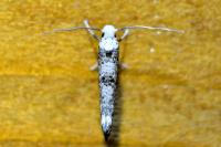 Paraswammerdamia albicapitella