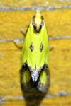 Agapeta zoegana