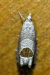 Notocelia uddmanniana