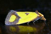 Agapeta zoegana
