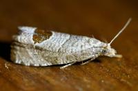 Notocelia uddmanniana