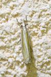 Crambus pascuella