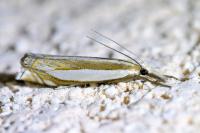 Crambus pascuella