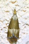 Chrysocrambus linetella