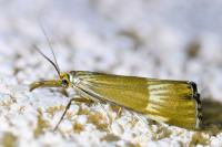 Chrysocrambus linetella