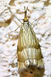 Chrysocrambus linetella