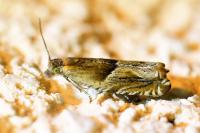 Ancylis comptana