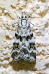 Eudonia delunella