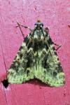 Aglossa caprealis