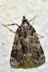 Aglossa caprealis
