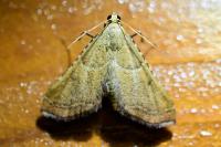 Endotricha flammealis