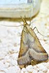 Synaphe punctalis