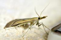 Synaphe punctalis