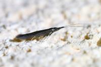Coleophora