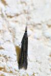 Coleophora
