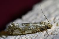 Morophaga choragella