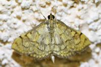 Anania verbascalis
