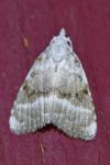 Meganola albula