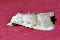 Meganola albula