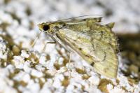 Anania verbascalis