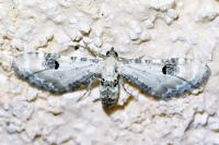 Eupithecia centaureata