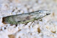 Aphomia sociella