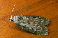 Aphomia sociella