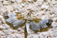 Eupithecia breviculata