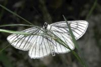 Siona lineata