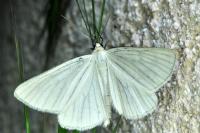 Siona lineata