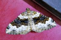 Epirrhoe galiata