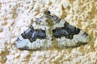 Epirrhoe galiata