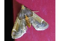 Pyralis farinalis