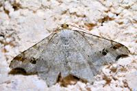 Macaria alternata
