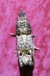 Notocelia roborana