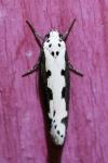 Ethmia bipunctella