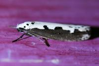 Ethmia bipunctella