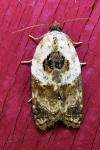 Acleris variegana