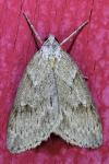 Pachycnemia hippocastanaria