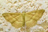 Idaea ochrata