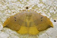 Watsonalla binaria